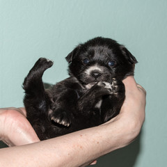 Very cute black puppy. 