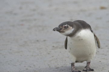 Fototapeta premium Young Magellanic Penguin (Spheniscus magellanicus) on Bleaker Island in the Falkland Islands.
