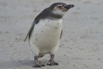 Obraz premium Young Magellanic Penguin (Spheniscus magellanicus) approaches the sea on Bleaker Island in the Falkland Islands.