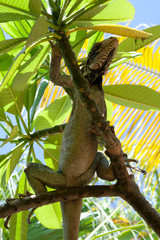 Iguana Under Tree Canopy – An iguana perches in a tree, shading himself from the hot sun of the Caribbean.