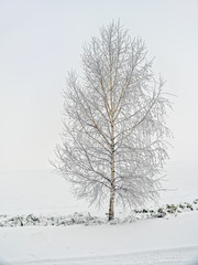 Fototapeta na wymiar Lonely birch tree in winter