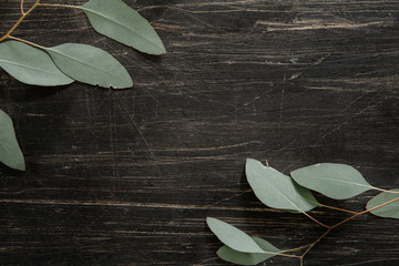 Green eucalyptus leaves on a scratched, black wood