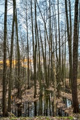 Forest morning landscape. Trees and swamps in the morning scenery.