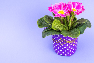 Flowering beautiful pink primrose on bright pastel background
