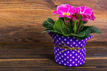 Bouquet of flowering spring pink primrose on wooden background