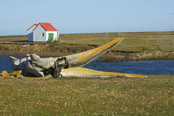 Old whale bones lying on the coast of Bleaker Island in the Falkland Islands.