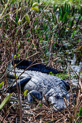 Alligator in the Florida wetlands