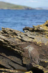 Black-crowned Night-heron (Nycticorax nycticorax falklandicus) hunting amongst rock pools along the coast of Carcass Island in the Falkland Islands.