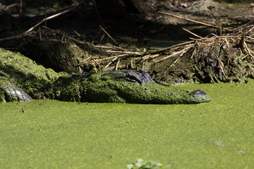 American alligator playing hide and seek in the flora filled marsh water