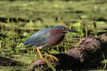 A green heron perched on a fallen tree branch in the flora filled marsh water