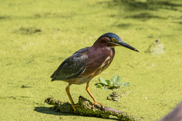 A green heron perched on a fallen tree branch in the flora filled marsh water