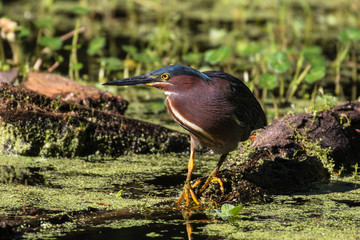 A green heron perched on a fallen tree branch in the flora filled marsh water