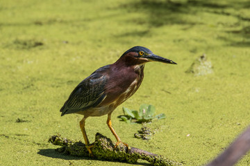 Fototapeta premium Green heron perched on a fallen tree branch in the flora filled marsh water