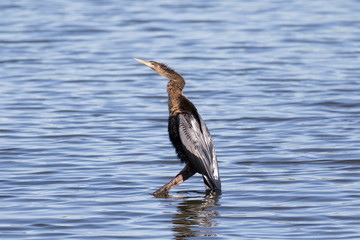 Double-crested cormorant perched on a submerged branch with a rippled water background