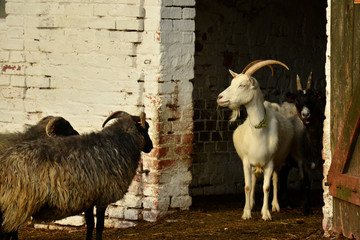 W zagrodzie © Marzena