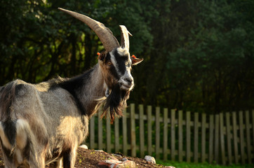 Koziołek Matołek