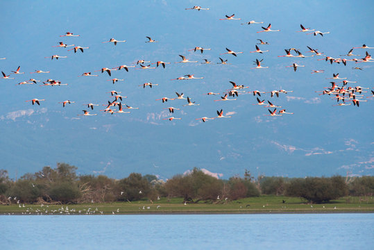 Flamingoes At Lake Kerkini