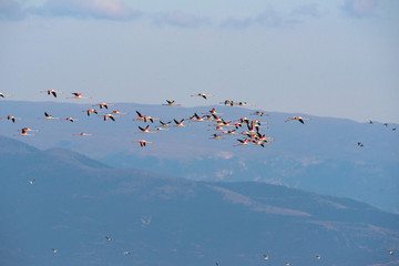 Flamingoes at lake kerkini