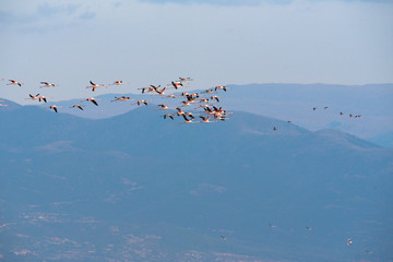 Flamingoes at lake kerkini