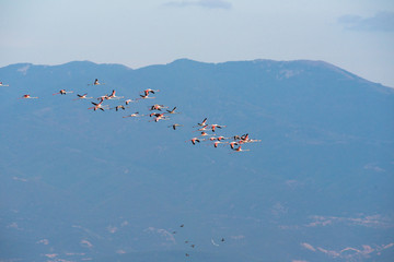Flamingoes at lake kerkini