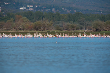 Fototapeta na wymiar Flamingoes at lake kerkini