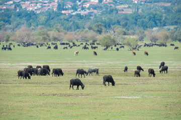 water buffalo at lake kerkini