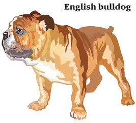 Obraz premium Colored decorative standing portrait of English bulldog vector illustration