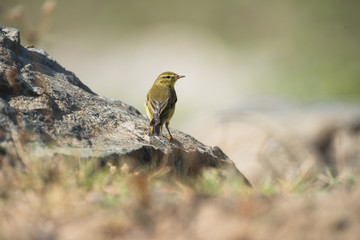 yellowhammer - Goldammer 