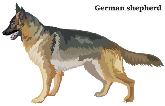 Colored decorative standing portrait of dog german shepherd vector illustration