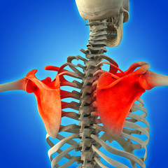 Skeletal shoulder pain isolated on blue