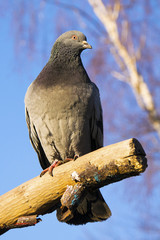 Grey dove sitting on tree branch over blue sky outdoors. Pigeon closeup portrait.