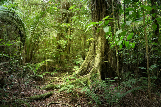 Fototapeta Green tropical forest jungle