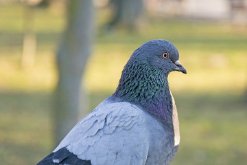 Beautiful pigeon portrait, dove in park or forest. Grey bird outdoors.