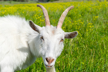 Goat on the pasture