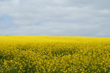 Yellow field in spring