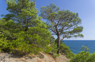 Fototapeta na wymiar Forest of relict pines on a steep seashore.