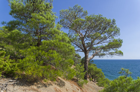 Forest of relict pines on a steep seashore.