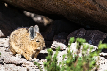 Little Viscacha (juvenile) in the Andes