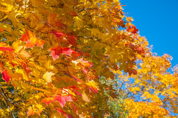 Yellow and red maple leaves in autumn background