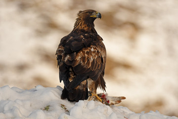 Aguila con presa en la nieve