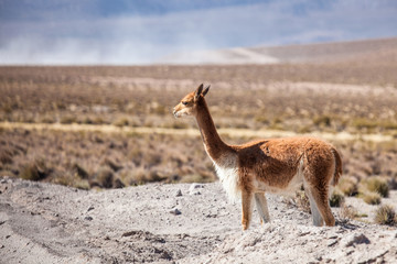 Lonely Vicuña in the Andes