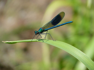 Banded Demoiselle, Brandon Marsh, Warwickshire, UK