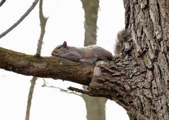 Lazy Eastern gray squirrel laying on a tree branch
