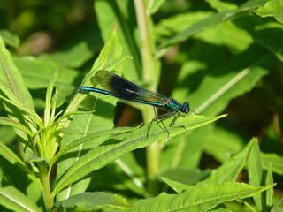 Banded Demoiselle, Brandon Marsh, Warwickshire, UK