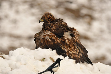 aguila y urraca en la nieve