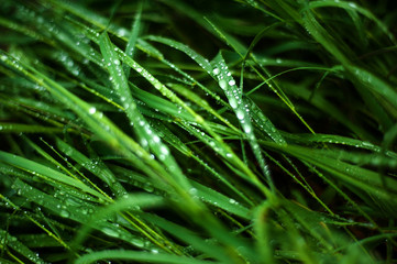 Fototapeta na wymiar Tall green grass with dew drops on it. Juicy grass after summer rain.