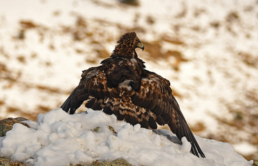 Aguila real esconde la presa