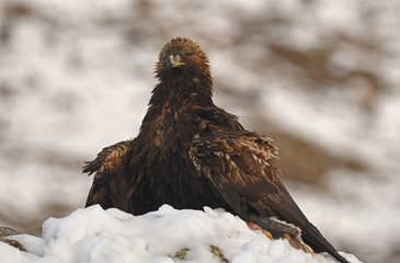 La hembra de aguila real sobre la nieve