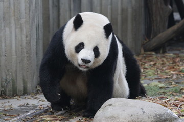 Panda in China