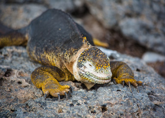 Happy Fat Galapagos Iguana